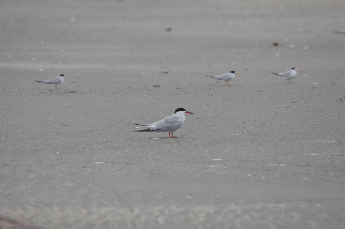 Sterna comune - ML635929973