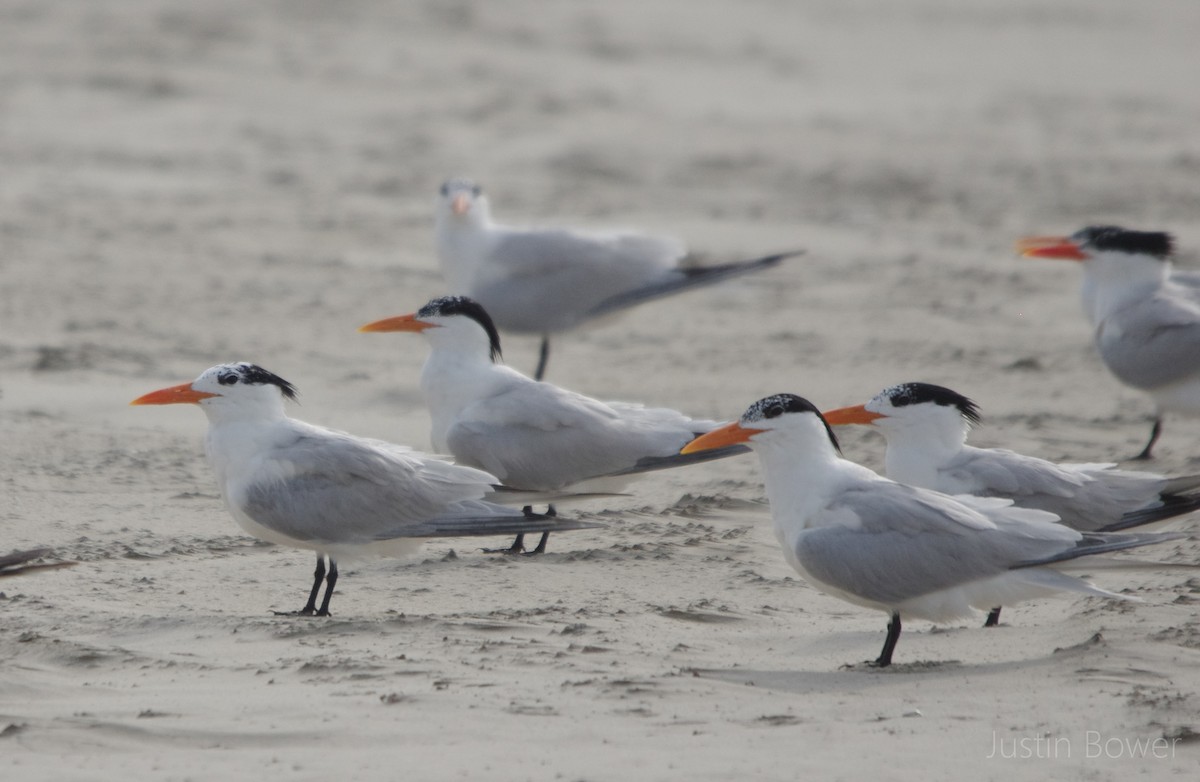 Royal Tern - ML635929979