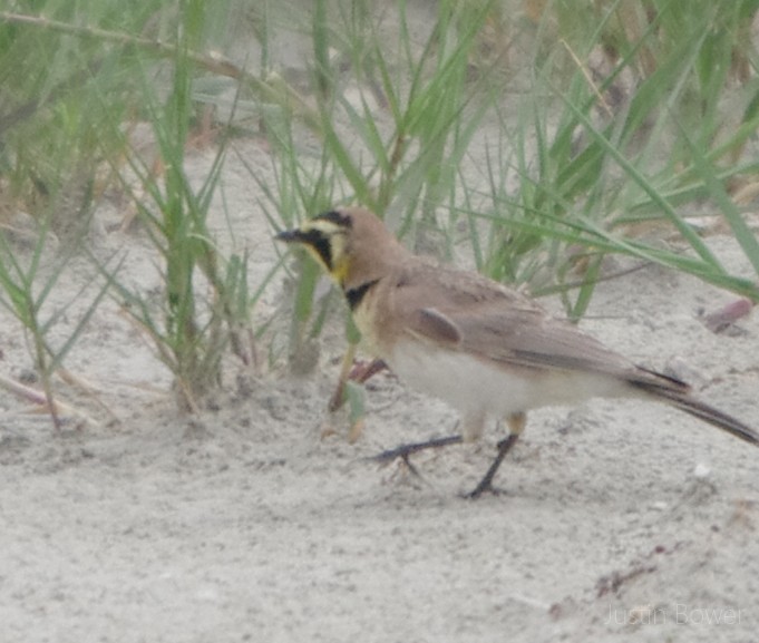 Allodola golagialla - ML635929983