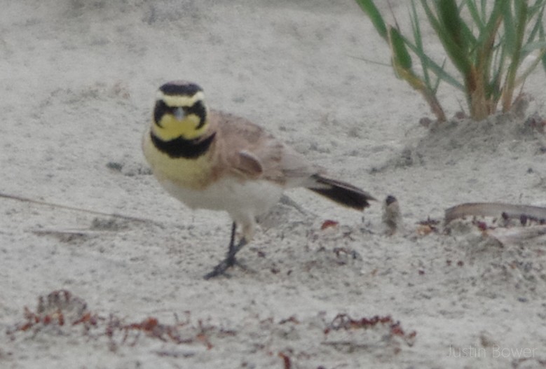 Allodola golagialla - ML635929984