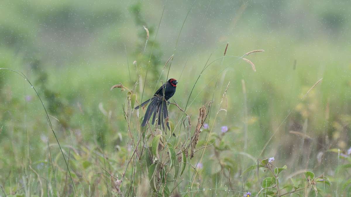 Red-cowled Widowbird - ML635929995
