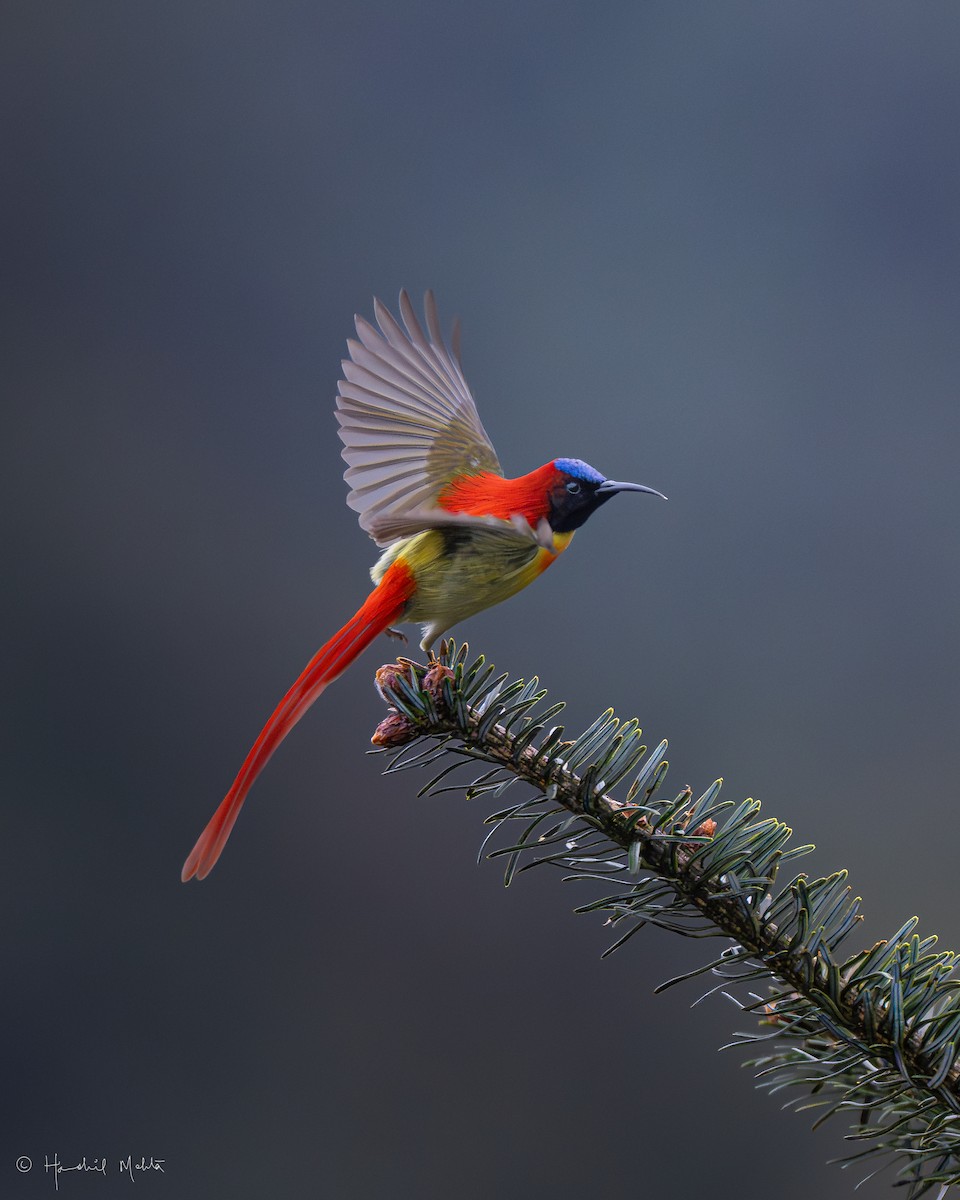 Fire-tailed Sunbird - ML635930062