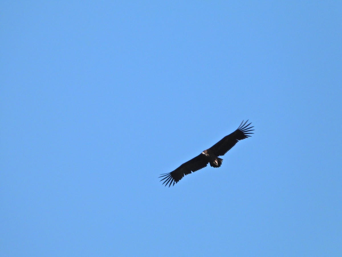 Cinereous Vulture - ML635930100