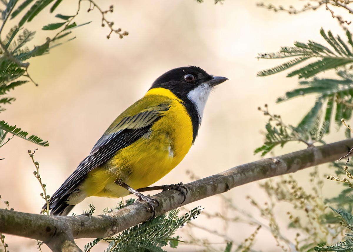 Golden Whistler (Eastern) - ML635930121