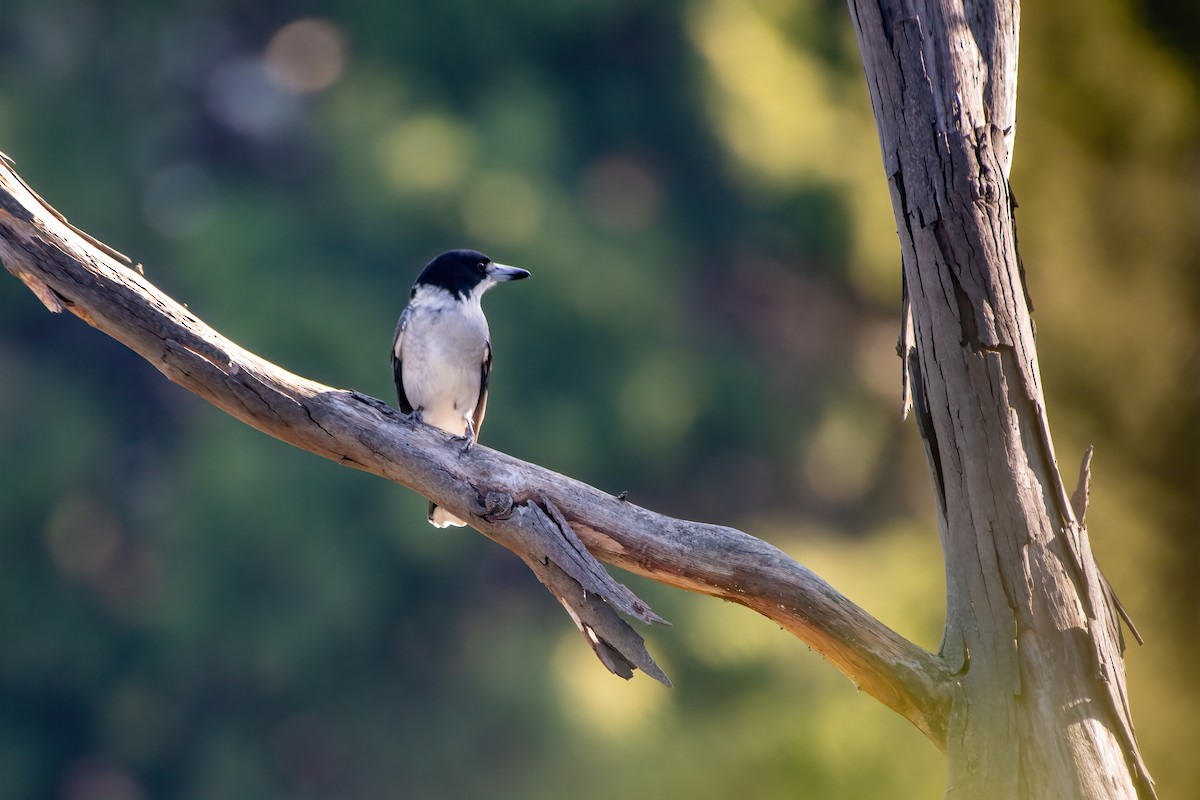 Gray Butcherbird - ML635930125