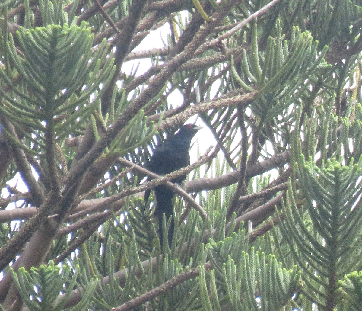 Pacific Koel (Australian) - ML635930203
