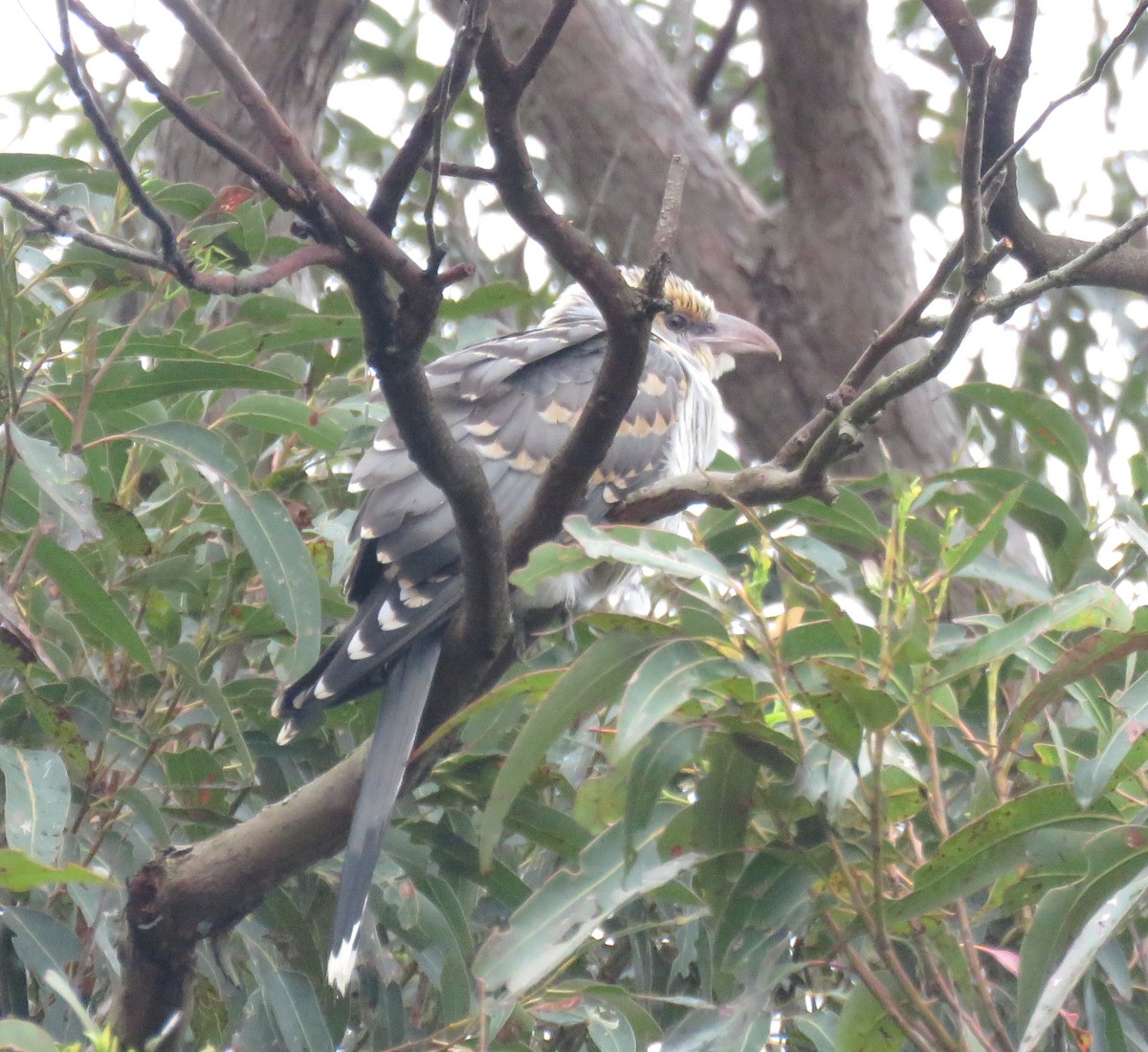 Channel-billed Cuckoo - ML635930206