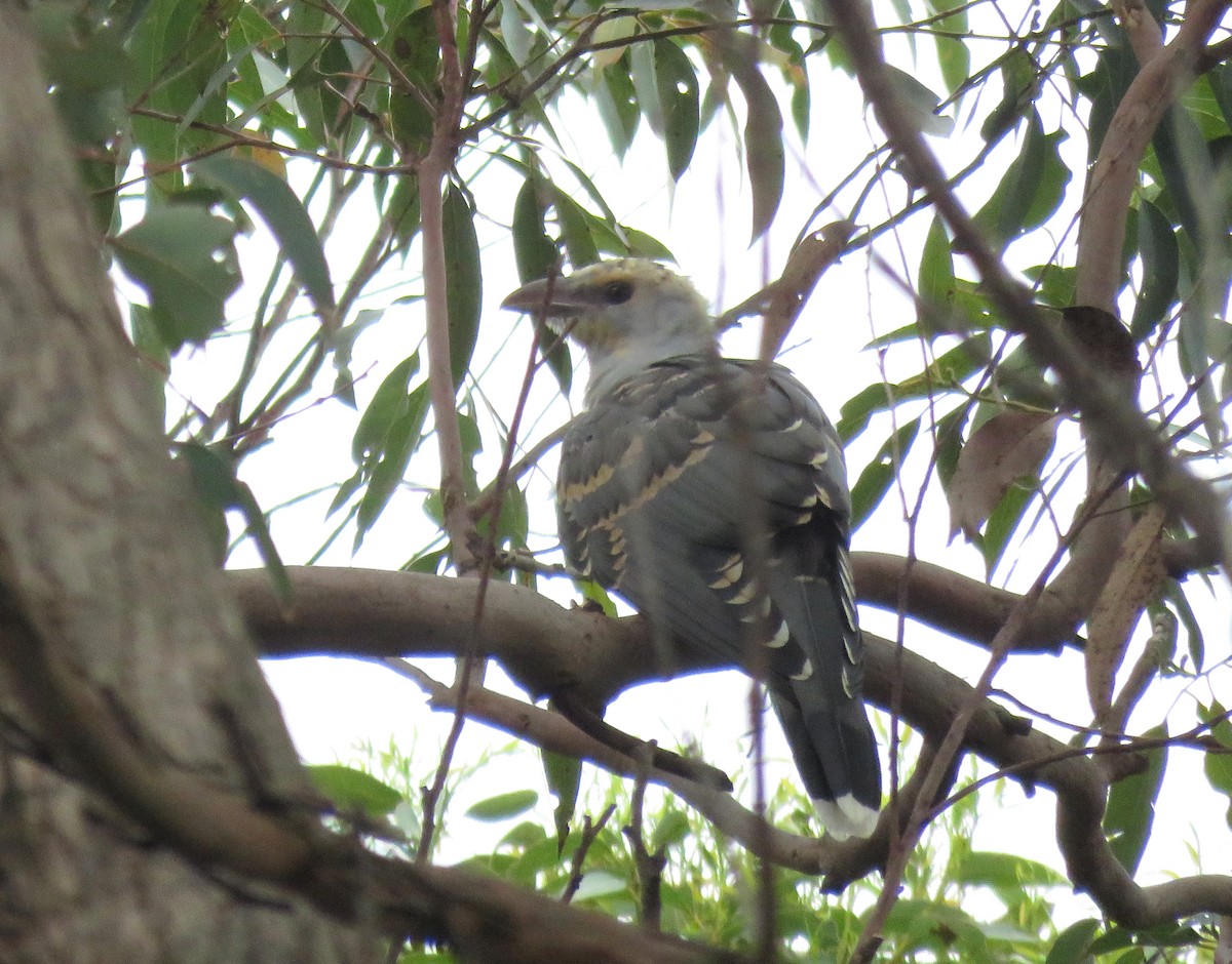Channel-billed Cuckoo - ML635930207