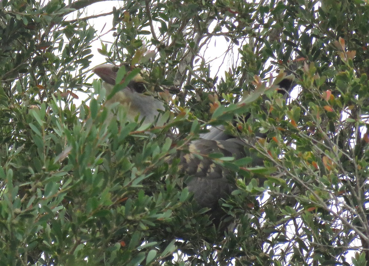Channel-billed Cuckoo - ML635930208
