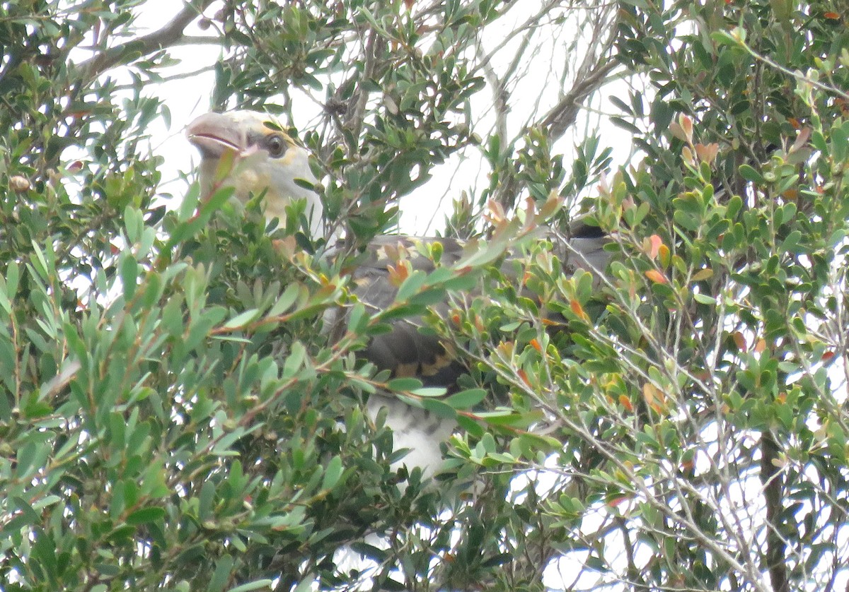 Channel-billed Cuckoo - ML635930209