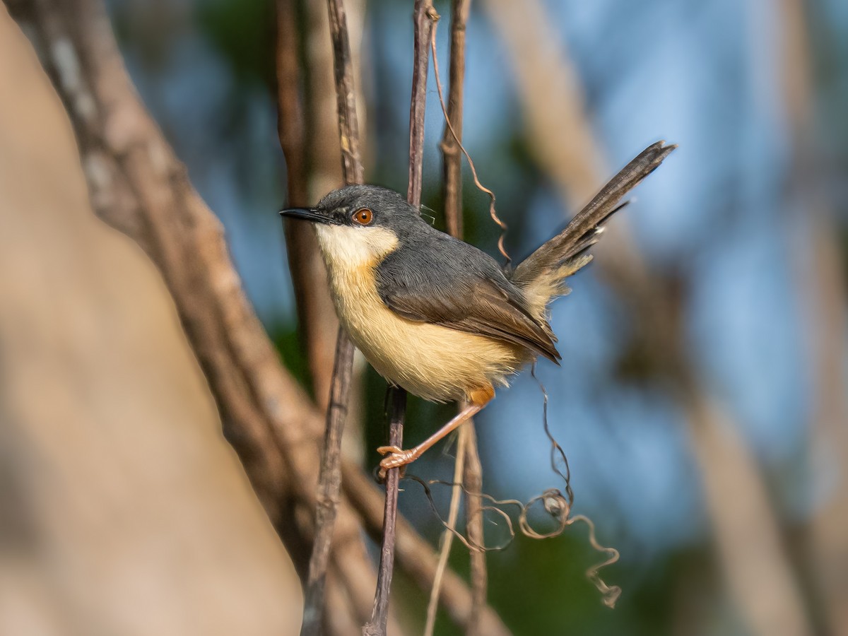 Ashy Prinia - ML635930282