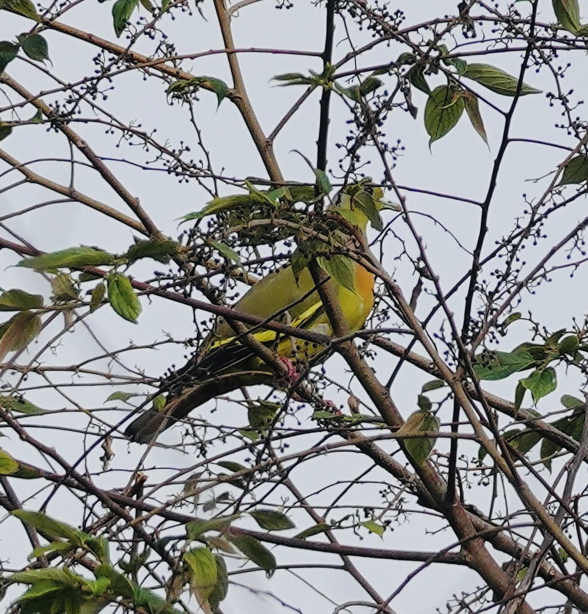Orange-breasted Green-Pigeon - ML635930288