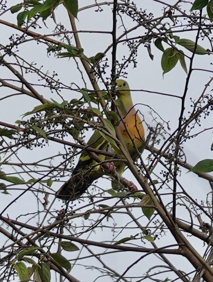 Orange-breasted Green-Pigeon - ML635930289