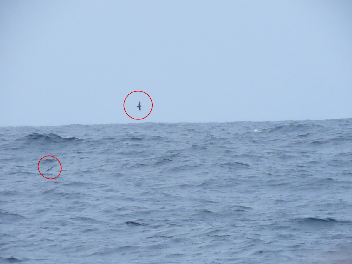 Hutton's Shearwater - ML635930334