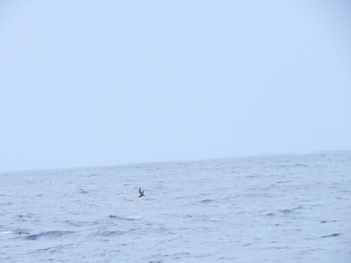 Hutton's Shearwater - ML635930344