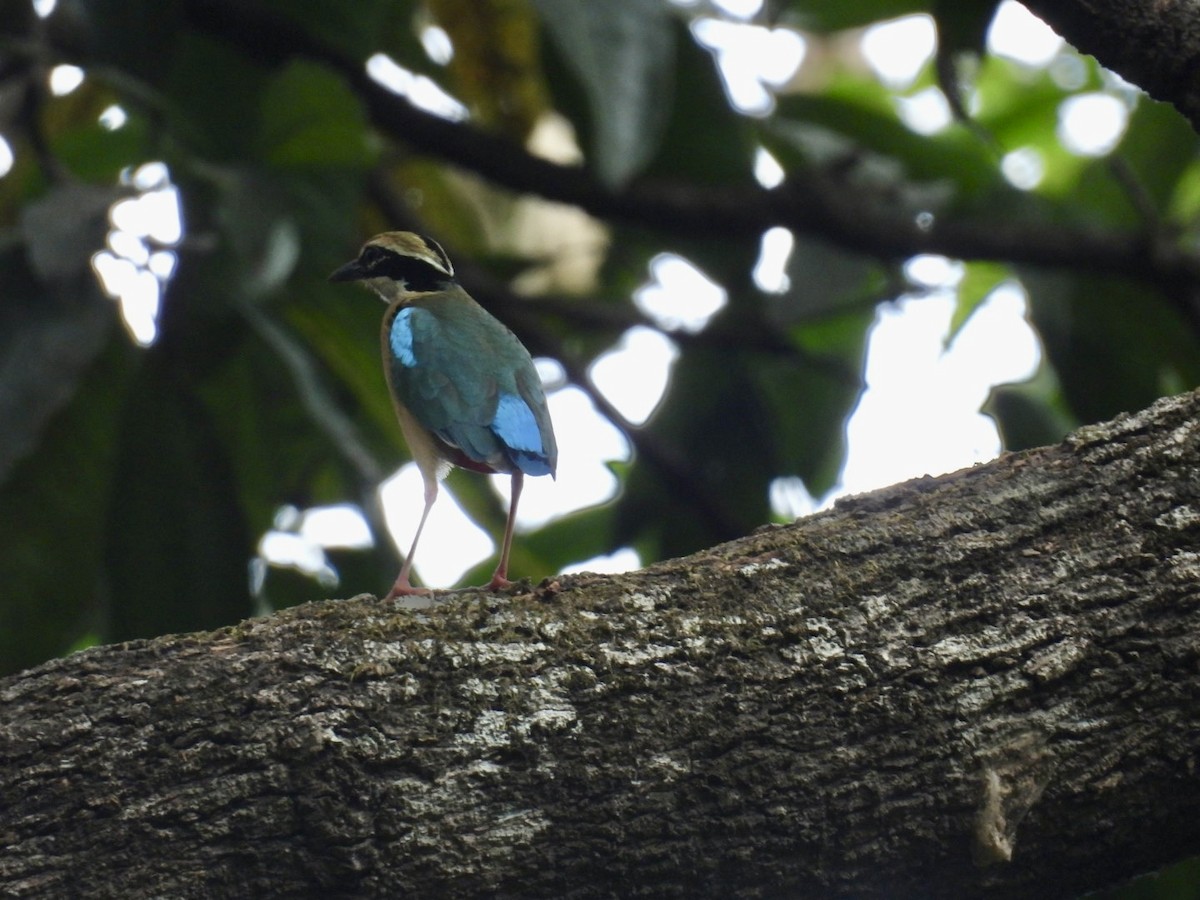 Indian Pitta - ML635930364