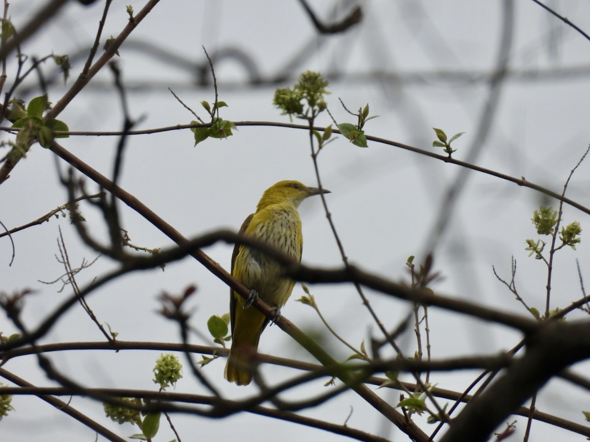 Indian Golden Oriole - ML635930371