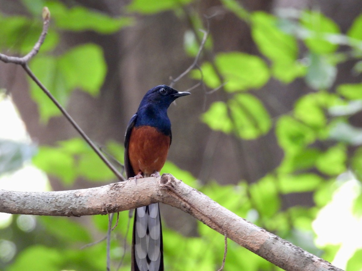 White-rumped Shama - ML635930391