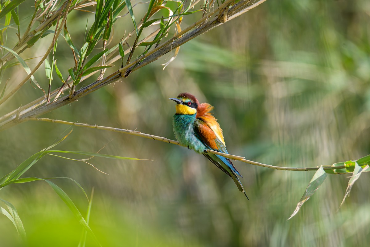 European Bee-eater - ML635930518