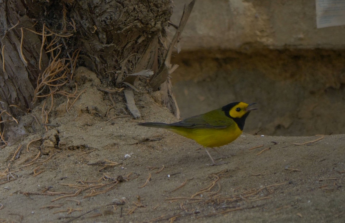 Hooded Warbler - ML635930545