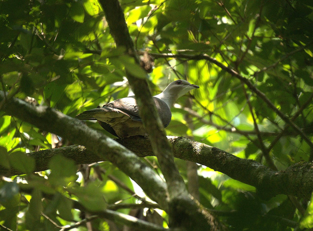 Malabar Imperial-Pigeon - ML635930618