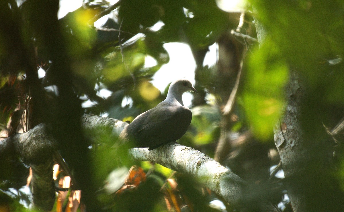 Malabar Imperial-Pigeon - ML635930642