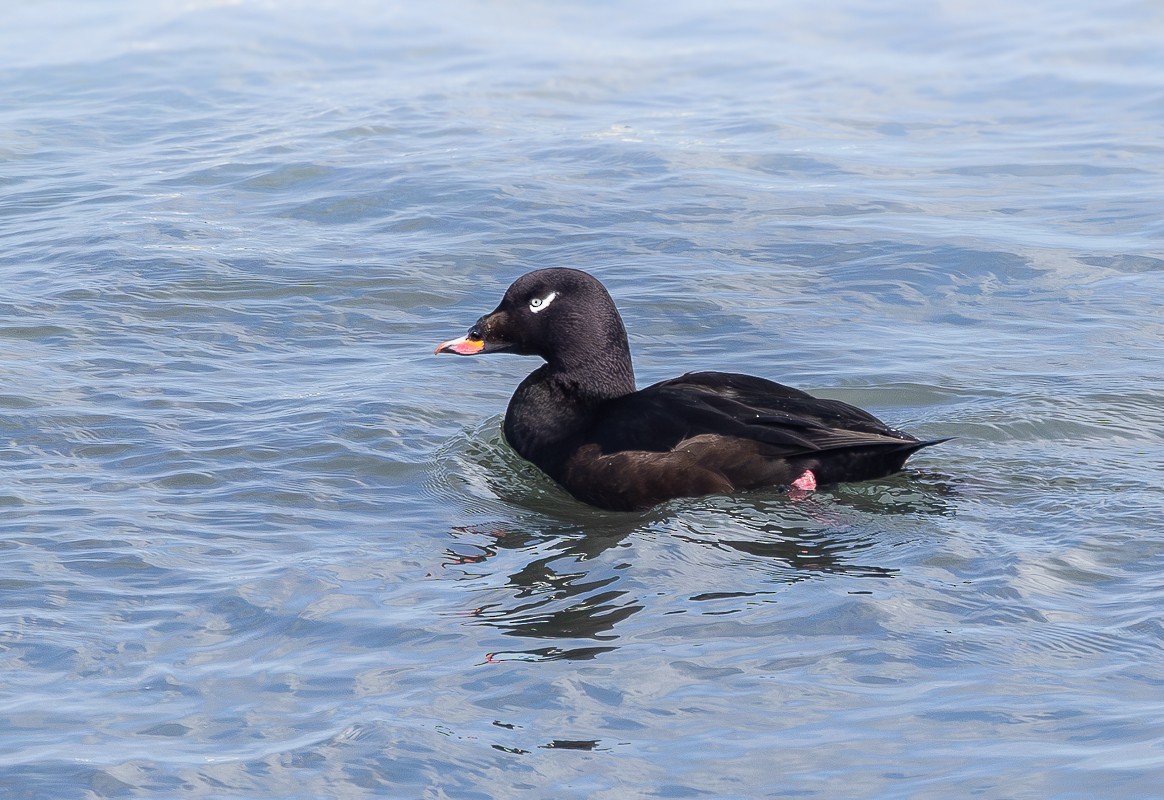 White-winged Scoter - ML635930665