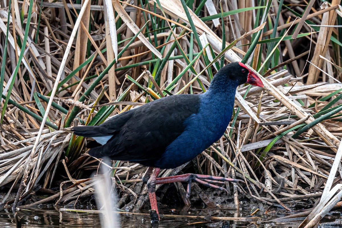 Australasian Swamphen - ML635930668