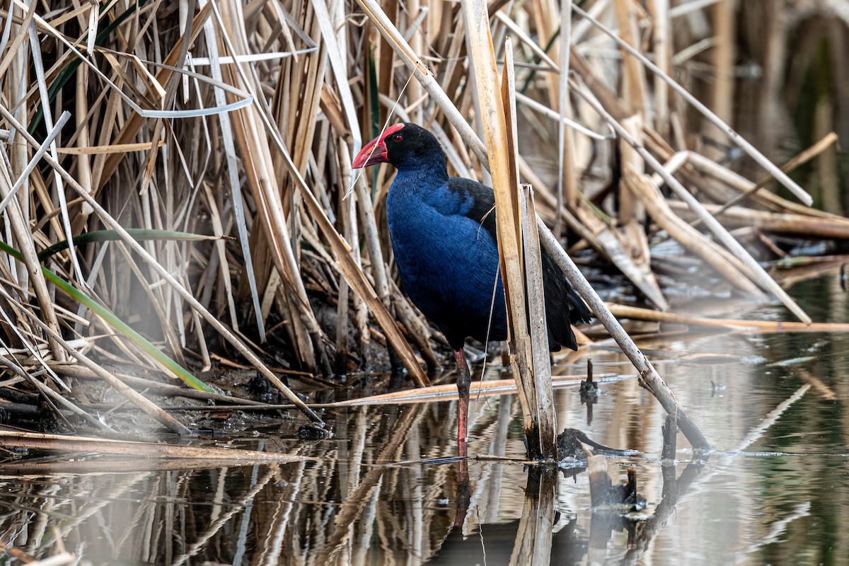 Australasian Swamphen - ML635930669