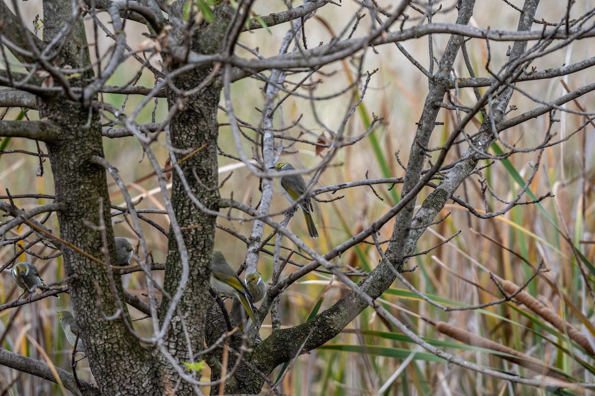 White-plumed Honeyeater - ML635930673