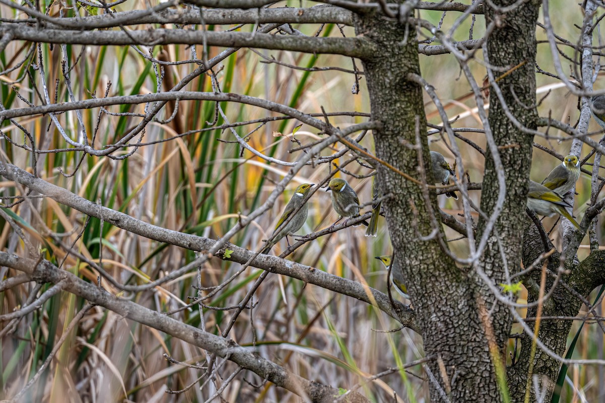 White-plumed Honeyeater - ML635930674