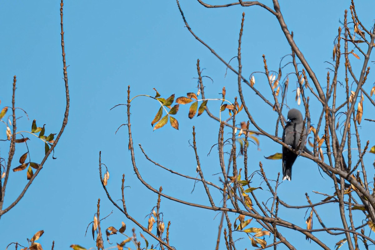 Dusky Woodswallow - ML635930677
