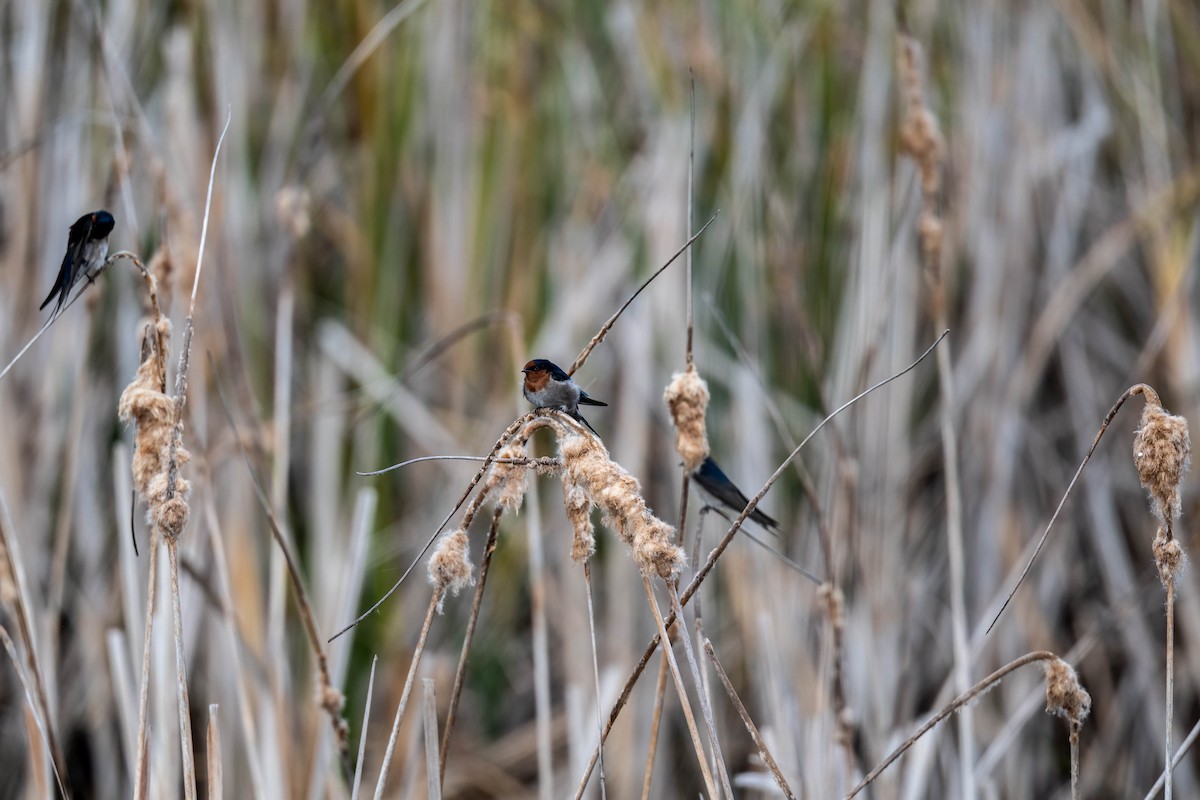 Welcome Swallow - ML635930683
