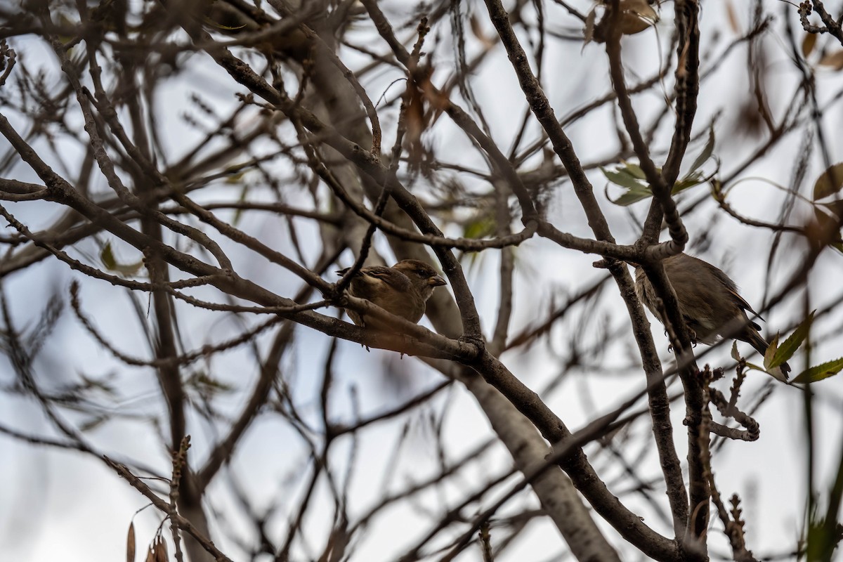 House Sparrow - ML635930687