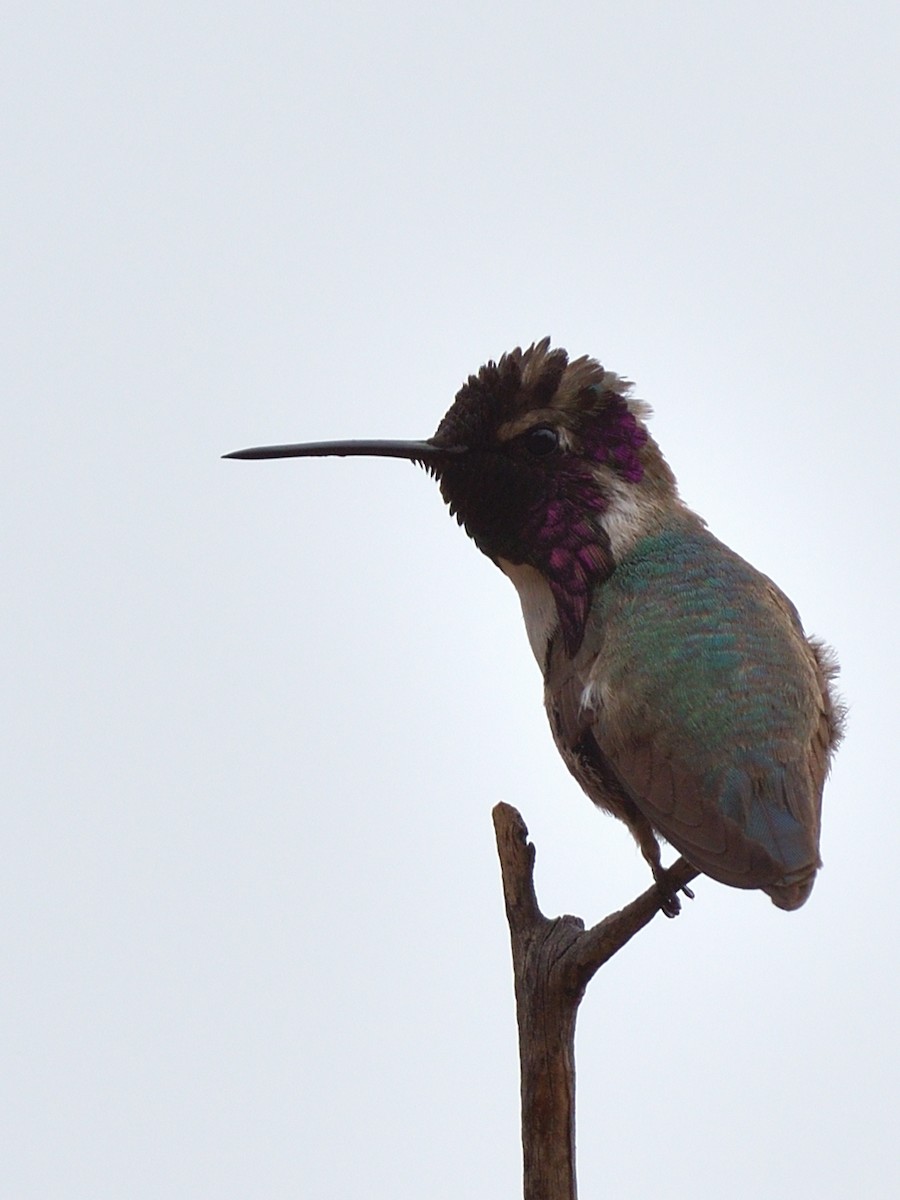 Costa's Hummingbird - ML635930775