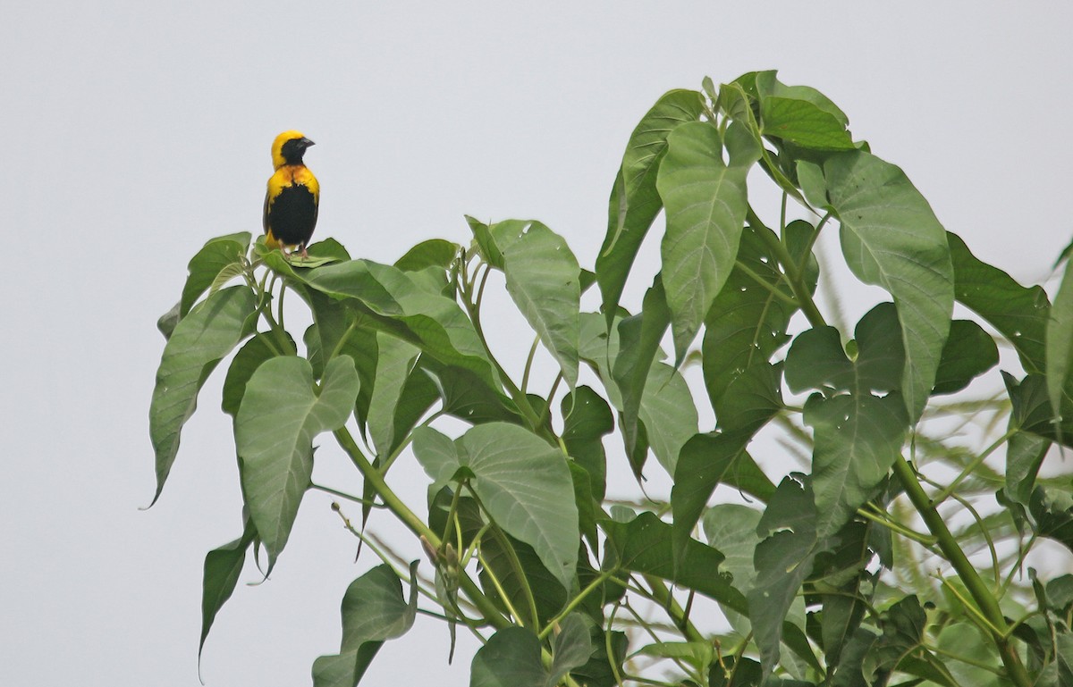 Yellow-crowned Bishop - ML635930785