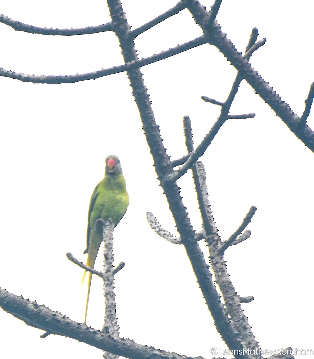 Gray-headed Parakeet - ML635930915