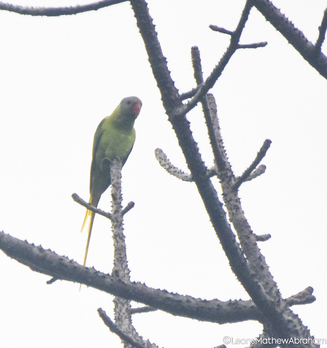 Gray-headed Parakeet - ML635930916
