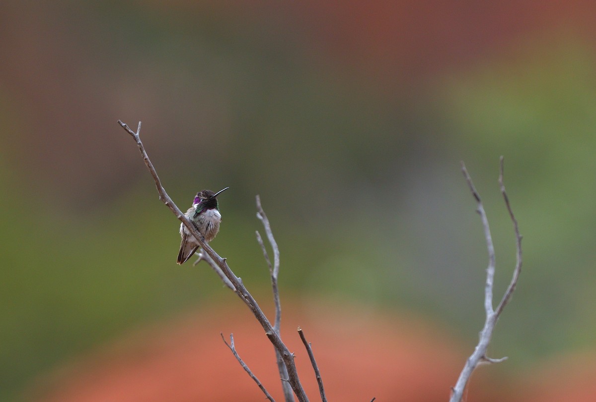 Costa's Hummingbird - ML635930917