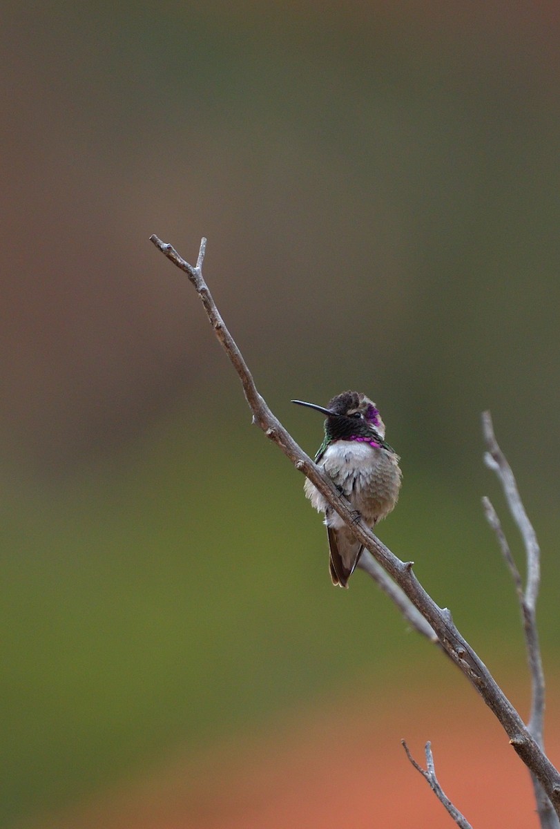 Costa's Hummingbird - ML635931030