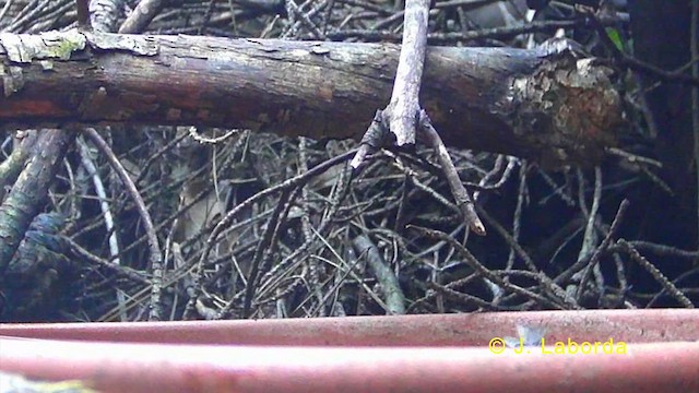 Золотомушка червоночуба - ML635931045