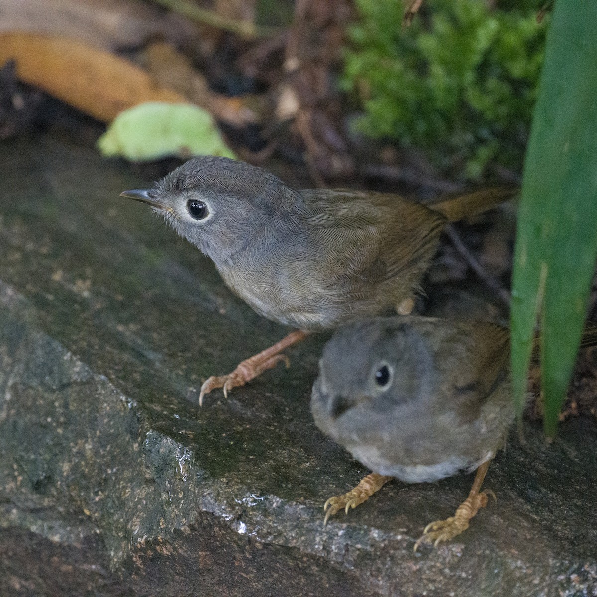 Huet's Fulvetta - ML635931091