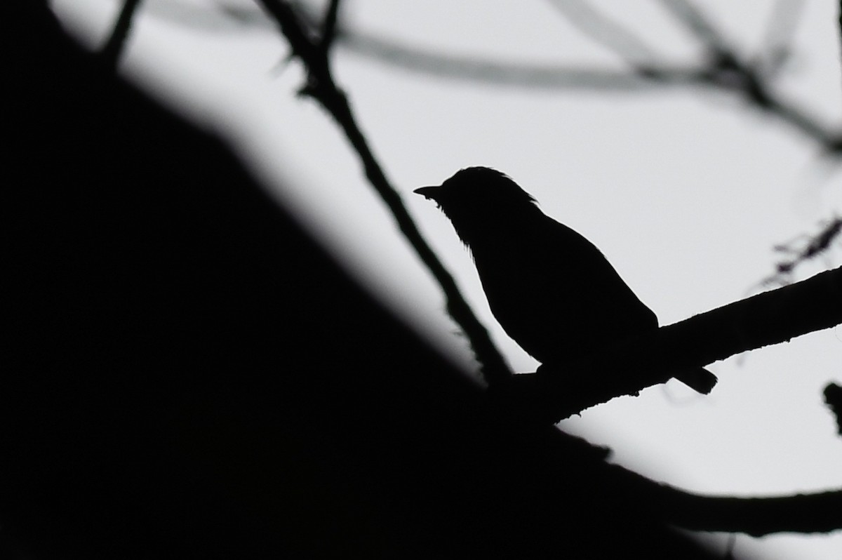 Plain Flowerpecker - ML635931231