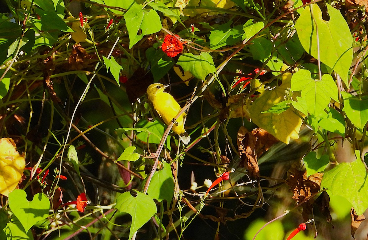 Sahul Sunbird - ML635931694
