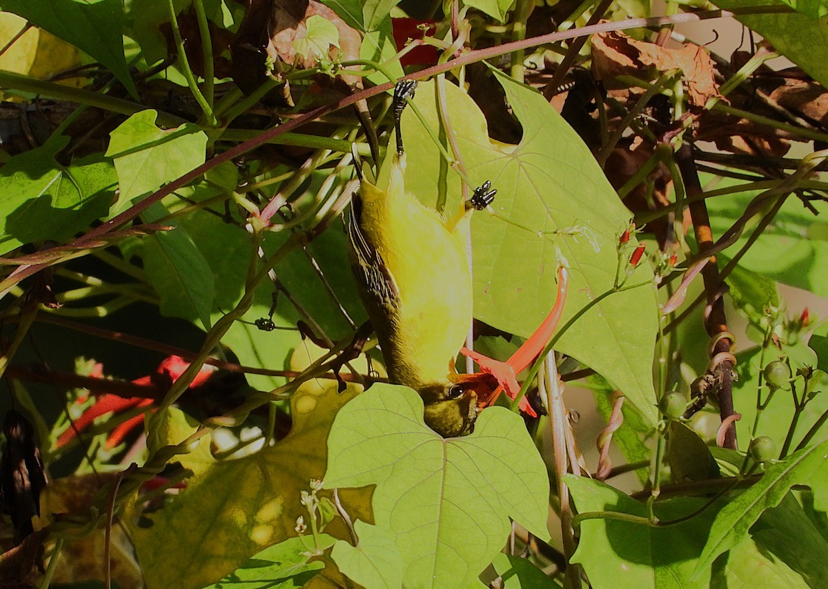 Sahul Sunbird - ML635931695