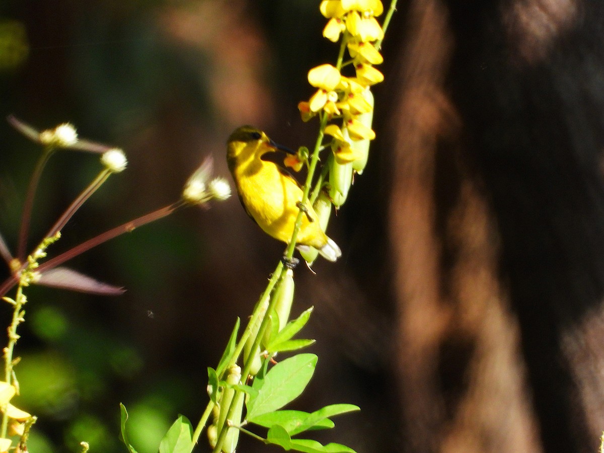 Sahul Sunbird - ML635931696