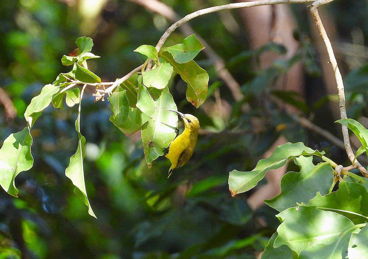 Sahul Sunbird - ML635931697