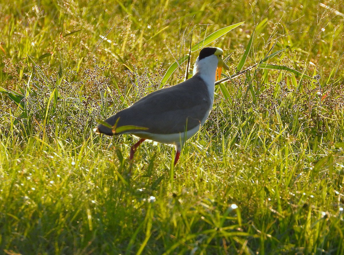 Masked Lapwing - ML635931803