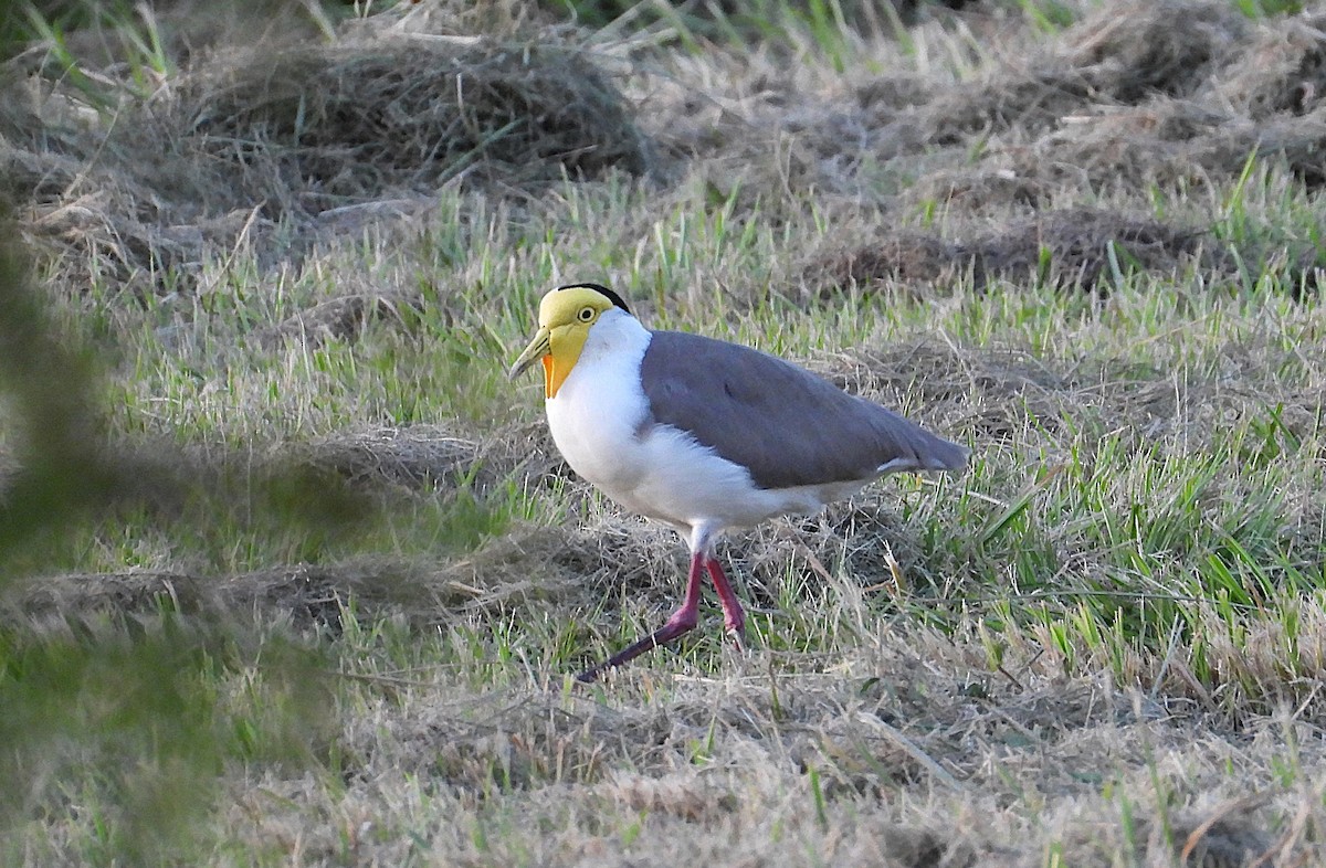 Masked Lapwing - ML635931804
