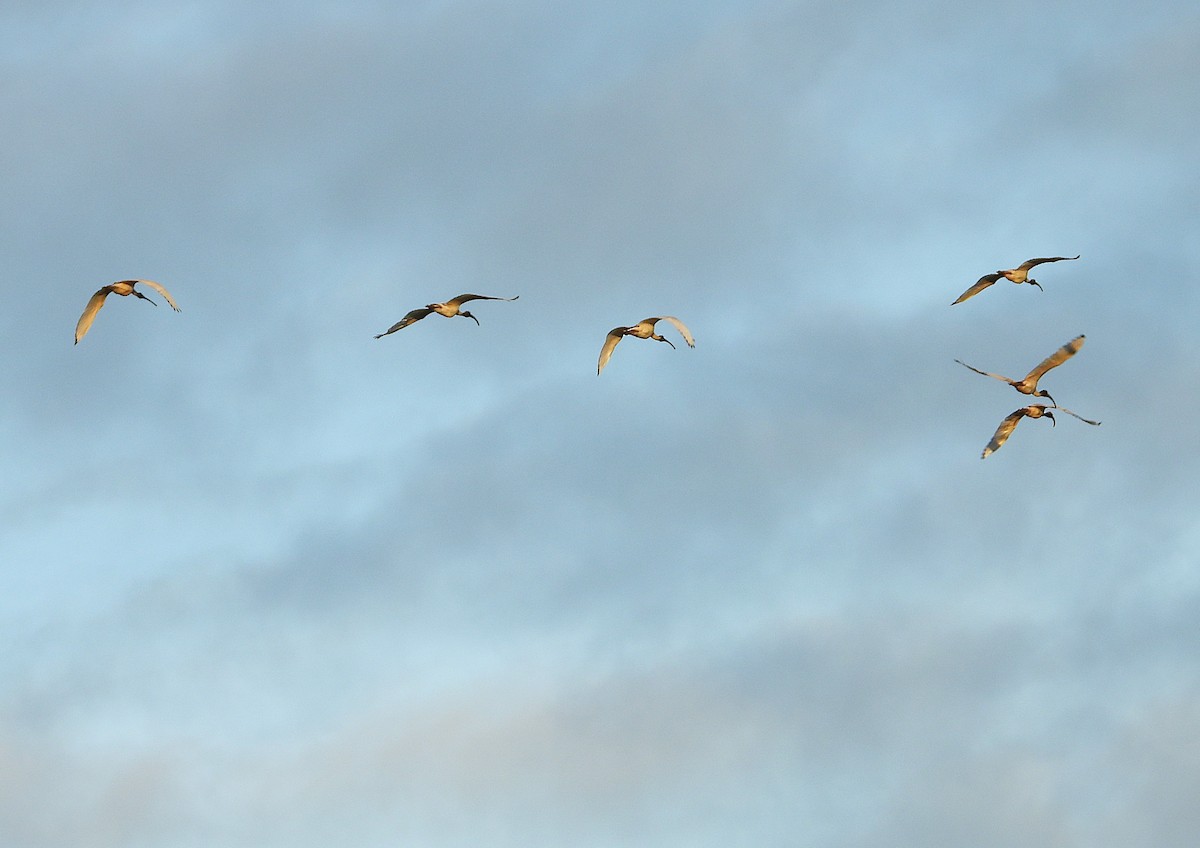 Australian Ibis - ML635931805